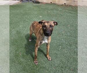 Daisy - Female Holland Shepherd-Plott Hound Mix Dog for Adoption - Photo #3