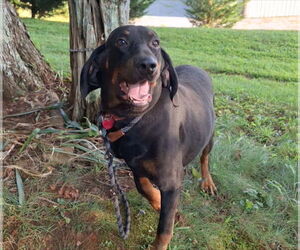 Black and Tan Coonhound Dogs for adoption in Blairsville, GA, USA