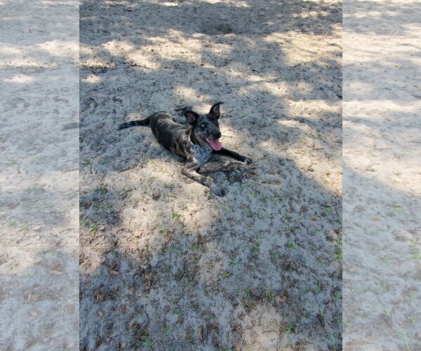 Medium Photo #11 Catahoula Leopard Dog-Unknown Mix Puppy For Sale in Sanford, FL, USA