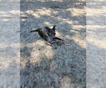 Small #10 Catahoula Leopard Dog Mix