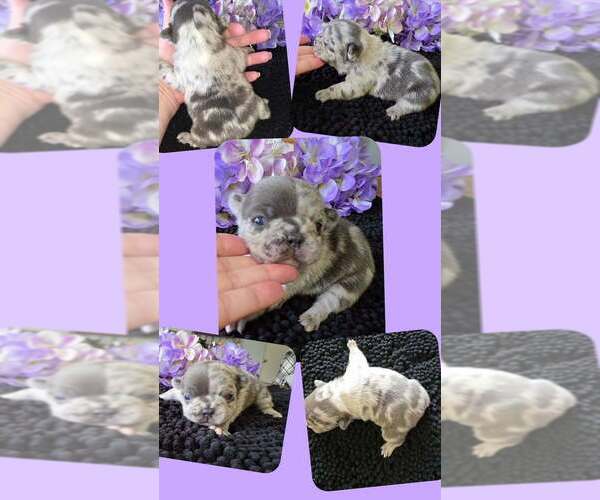 Medium Photo #1 French Bulldog Puppy For Sale in BOSTON, KY, USA