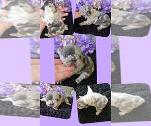 French Bulldog Puppy for sale in BOSTON, KY, USA
