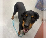 CHIPPER - Male Rotterman Dog for Adoption - Small photo