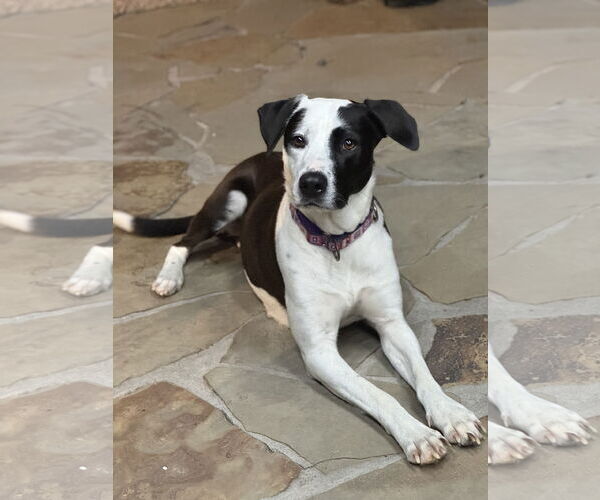 Medium Photo #1 Labrador Retriever-Unknown Mix Puppy For Sale in The Woodlands, TX, USA