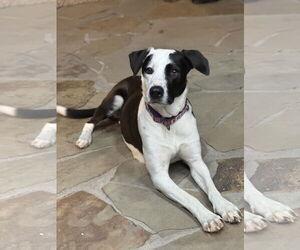 Labrador Retriever-Unknown Mix Dogs for adoption in The Woodlands, TX, USA