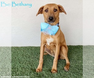 Bethany - Female Black Mouth Cur-Labrador Retriever Mix Dog for Adoption - Photo #5