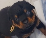 Small #3 Rottweiler
