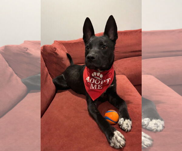 Medium Photo #1 Mutt Puppy For Sale in Aurora, CO, USA