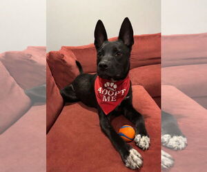 Mutt Dogs for adoption in Aurora, CO, USA