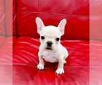 Puppy 2 French Bulldog