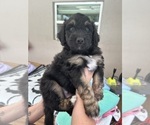 Small Photo #60 Aussiedoodle Puppy For Sale in LONGWOOD, FL, USA