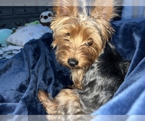 Mother of the Yorkshire Terrier puppies born on 09/21/2023