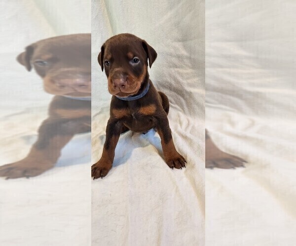 Medium Photo #12 Doberman Pinscher Puppy For Sale in RIVERSIDE, CA, USA