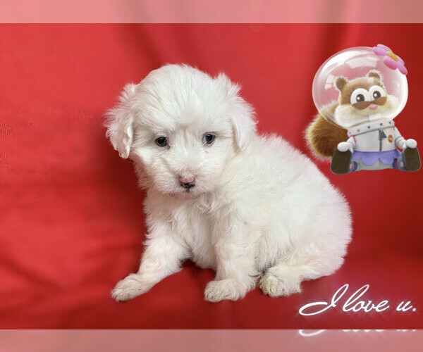 Medium Photo #5 Maltese-Maltipoo Mix Puppy For Sale in SAN FRANCISCO, CA, USA