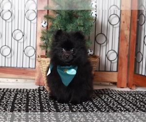 Pomeranian Puppy for sale in NAPLES, FL, USA
