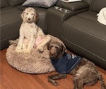 Litter of 2 - Male(s) and Female(s) Aussiedoodle Miniature -Poodle (Standard) MixLitter of Puppies for Sale - Photo #6