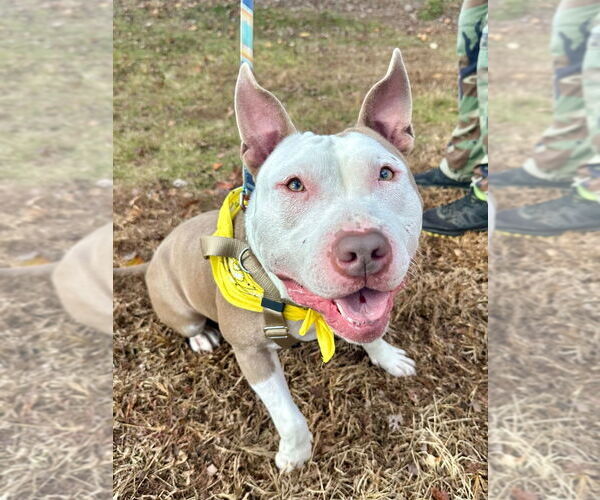Medium Photo #1 American Staffordshire Terrier Puppy For Sale in Lawrenceville, NJ, USA