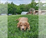 Puppy Henry Double Doodle