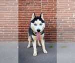 Small Siberian Husky