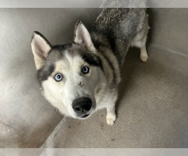Medium Photo #2 Siberian Husky-Unknown Mix Puppy For Sale in San Bernardino, CA, USA