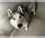 Small #1 Siberian Husky Mix