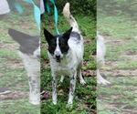 Small #2 Pointer Mix
