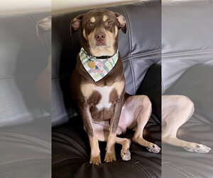 Rottweiler-Unknown Mix Dogs for adoption in Parker Ford, PA, USA