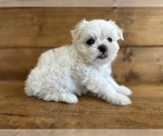 Small Photo #2 Maltese Puppy For Sale in LITHIA, FL, USA