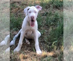 Great Dane Puppy for sale in COULTERVILLE, CA, USA