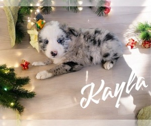 Australian Shepherd Puppy for sale in NOVI, MI, USA