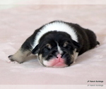 Small #4 Bulldog