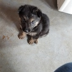 German Shepherd Dog Puppy for sale in WINCHESTER, IN, USA