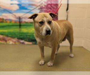 American Pit Bull Terrier-Unknown Mix Dogs for adoption in Moreno Valley, CA, USA