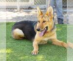 Small #1 German Shepherd Dog