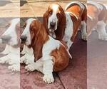 Small #4 Basset Hound