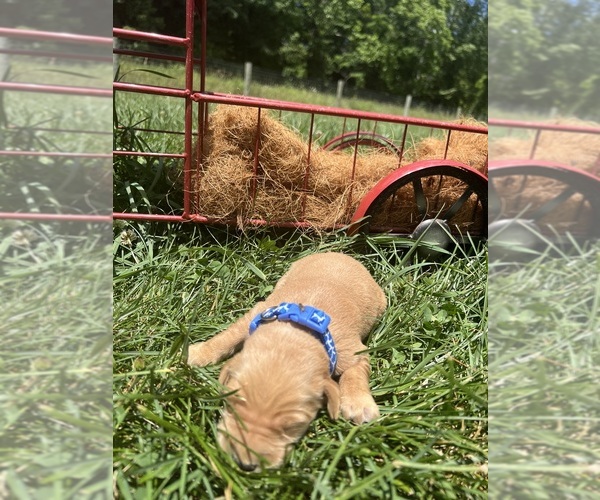 Medium Photo #12 Golden Retriever Puppy For Sale in NEOLA, WV, USA