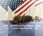Small #1 Bloodhound