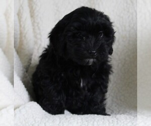 Poodle (Standard)-Shih Tzu Mix Puppy for sale in FREDERICKSBURG, OH, USA