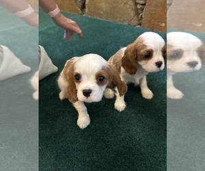 Cavalier King Charles Spaniel Puppy for sale in HENDERSON, TX, USA