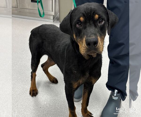 Medium Photo #1 Rottweiler-Unknown Mix Puppy For Sale in Washington, DC, USA