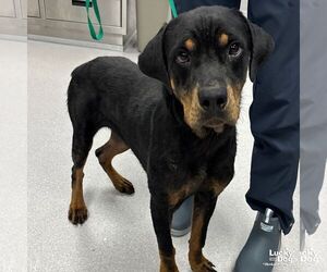 Rottweiler-Unknown Mix Dogs for adoption in Washington, DC, USA