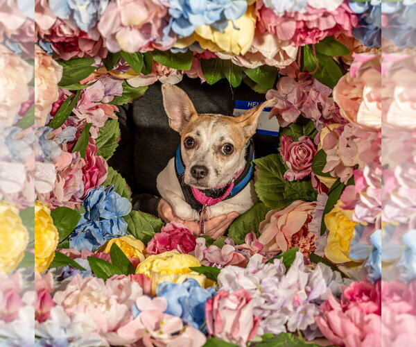 Medium Photo #17 Chihuahua-Unknown Mix Puppy For Sale in Mundelein, IL, USA