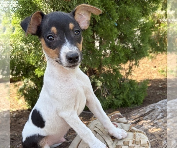 Medium Photo #3 Jack-Rat Terrier Puppy For Sale in MIDDLEBURY, IN, USA