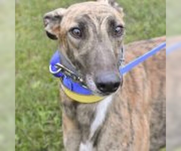 Medium Photo #1 Greyhound Puppy For Sale in Grandville, MI, USA