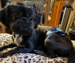 Small Photo #1 Shih Tzu Puppy For Sale in BLUFFTON, SC, USA