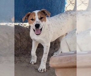 Labrador Retriever-Unknown Mix Dogs for adoption in Pena Blanca, NM, USA