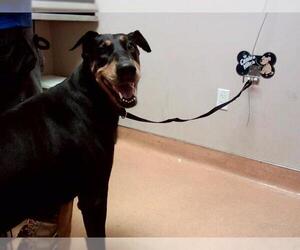 Doberman Pinscher Dogs for adoption in Martinez, CA, USA