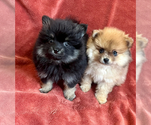 Pomeranian Dogs for adoption in RICHMOND, MI, USA