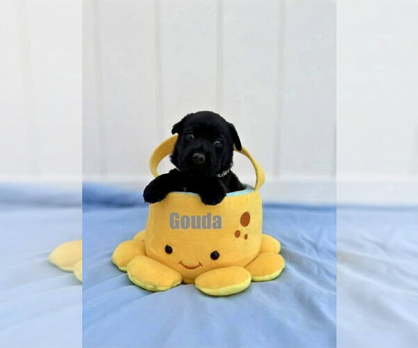 Medium Photo #3 Mutt Puppy For Sale in New London, WI, USA