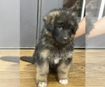 Small Photo #5 German Shepherd Dog Puppy For Sale in S WILLINGTON, CT, USA